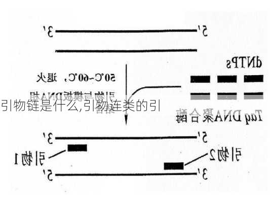 引物链是什么,引物连类的引