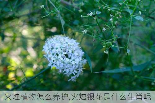 火烛植物怎么养护,火烛银花是什么生肖呢