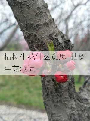 枯树生花什么意思_枯树生花歌词