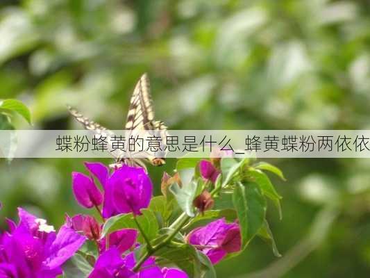 蝶粉蜂黄的意思是什么_蜂黄蝶粉两依依