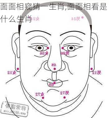 面面相窥猜一生肖,面面相看是什么生肖