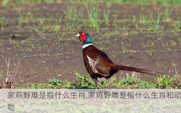 家鸡野雉是指什么生肖,家鸡野雉是指什么生肖和动物