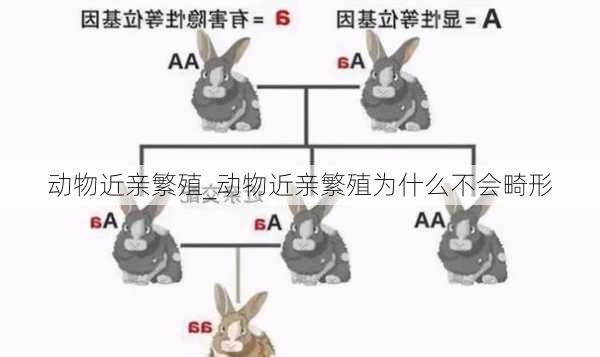 动物近亲繁殖_动物近亲繁殖为什么不会畸形