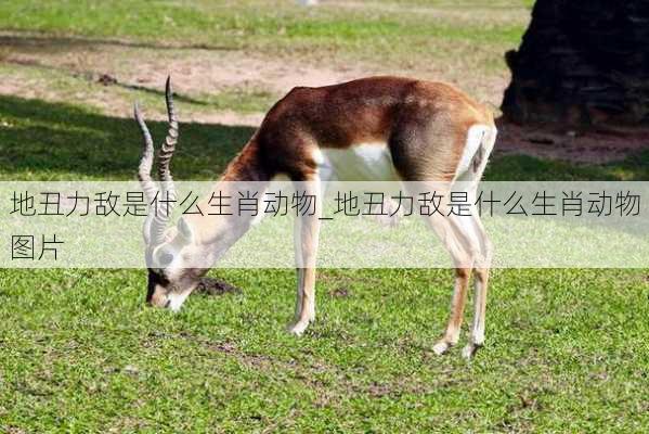 地丑力敌是什么生肖动物_地丑力敌是什么生肖动物图片