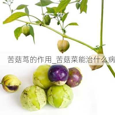 苦菇茑的作用_苦菇菜能治什么病