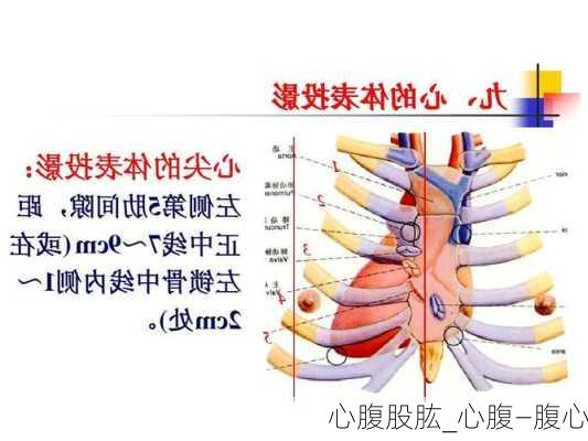 心腹股肱_心腹—腹心