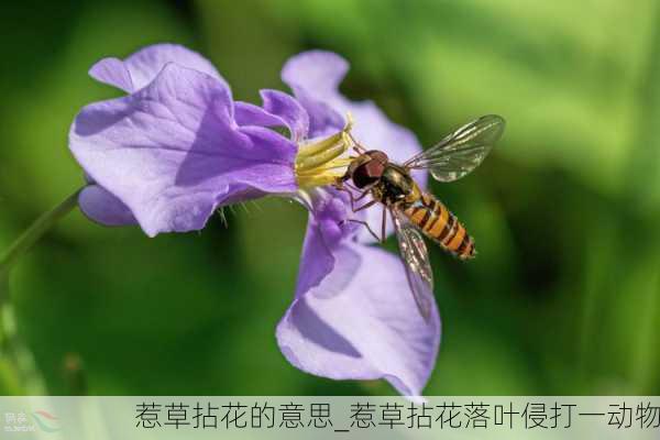 惹草拈花的意思_惹草拈花落叶侵打一动物