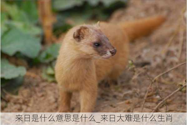 来日是什么意思是什么_来日大难是什么生肖