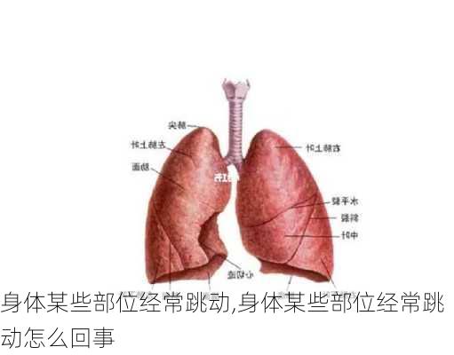 身体某些部位经常跳动,身体某些部位经常跳动怎么回事