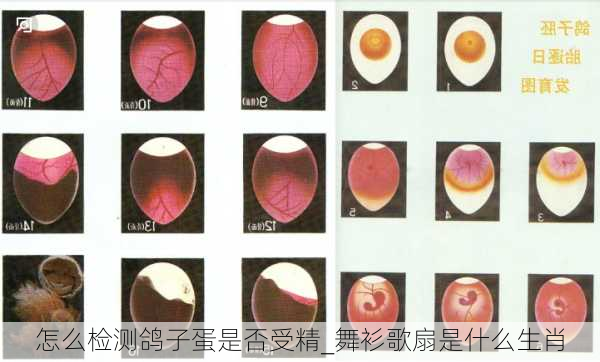 怎么检测鸽子蛋是否受精_舞衫歌扇是什么生肖