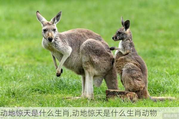 动地惊天是什么生肖,动地惊天是什么生肖动物