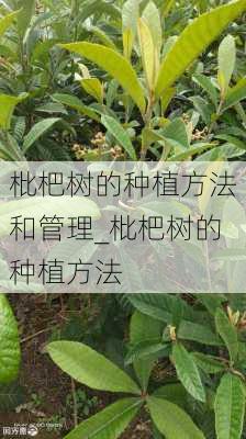 枇杷树的种植方法和管理_枇杷树的种植方法