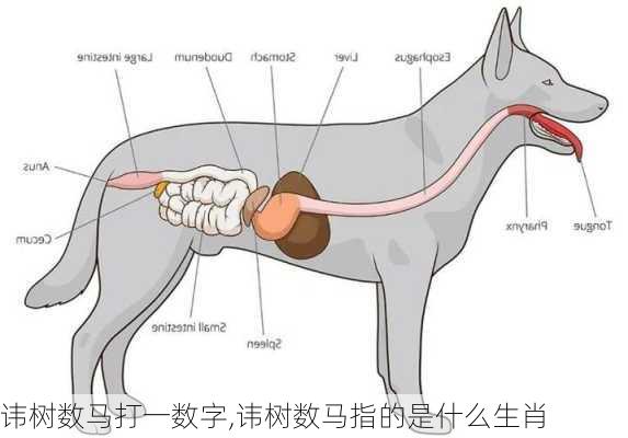 讳树数马打一数字,讳树数马指的是什么生肖