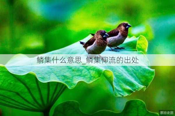 鳞集什么意思_鳞集仰流的出处