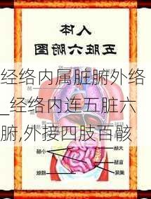 经络内属脏腑外络_经络内连五脏六腑,外接四肢百骸