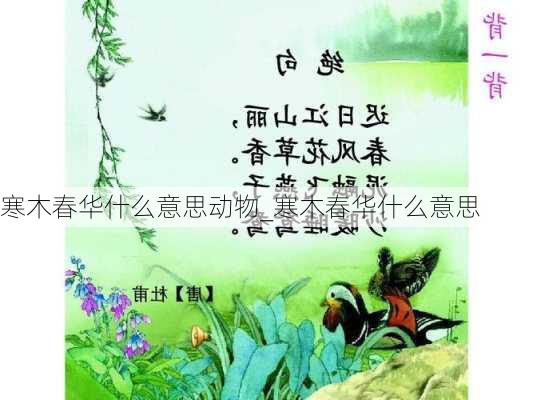 寒木春华什么意思动物_寒木春华什么意思