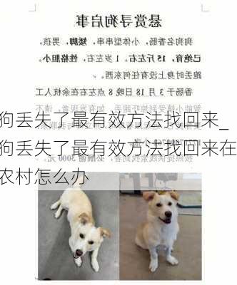 狗丢失了最有效方法找回来_狗丢失了最有效方法找回来在农村怎么办