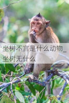 坐树不言是什么动物_坐树无什么