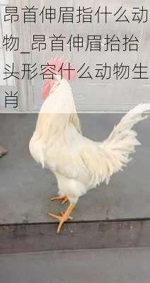 昂首伸眉指什么动物_昂首伸眉抬抬头形容什么动物生肖