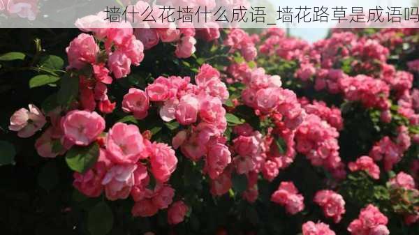 墙什么花墙什么成语_墙花路草是成语吗