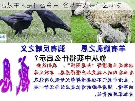 名从主人是什么意思_名从主人是什么动物