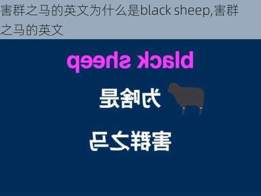 害群之马的英文为什么是black sheep,害群之马的英文