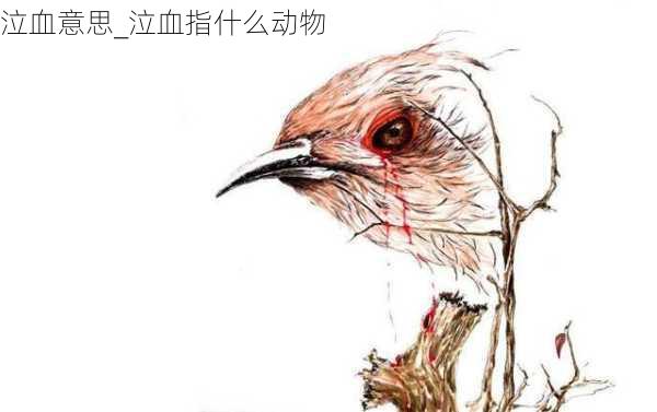 泣血意思_泣血指什么动物