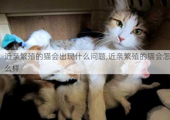 近亲繁殖的猫会出现什么问题,近亲繁殖的猫会怎么样