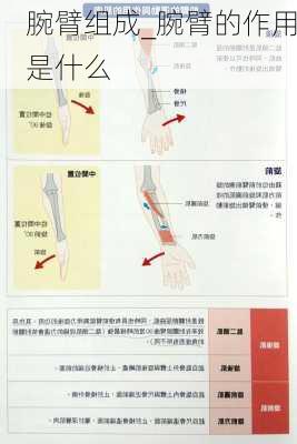 腕臂组成_腕臂的作用是什么