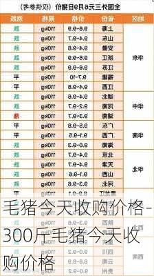 毛猪今天收购价格-300斤毛猪今天收购价格